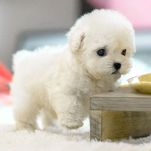 Chien en peluche interactif réaliste | Jouet doux et animé pour enfants et adultes